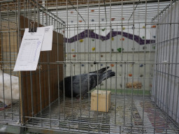 XIV Concurso Exposición de Palomas de Raza en Mula 2024